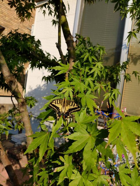 キアゲハと紅葉